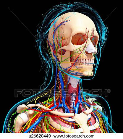 Female anatomy, artwork View Large Illustration Stock Illustration - Female anatomy, artwork. Fotosearch
