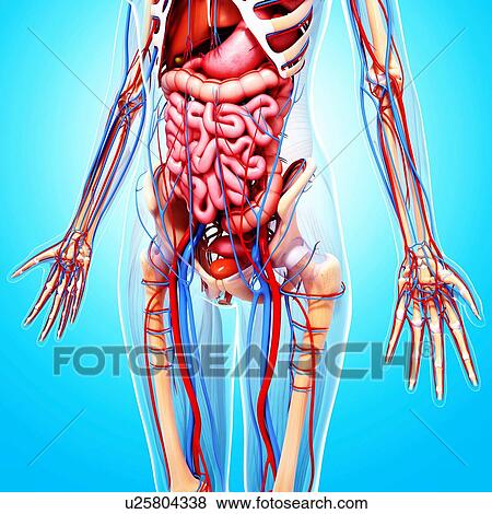 Female anatomy, artwork View Large Illustration Stock Illustration - Female anatomy, artwork. Fotosearch
