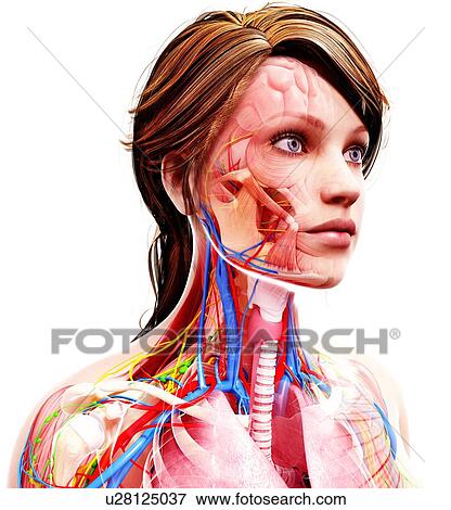 Female anatomy, artwork View Large Illustration Stock Illustration - Female anatomy, artwork. Fotosearch