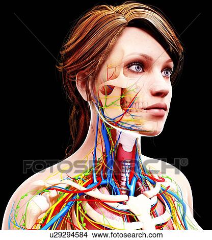Female anatomy, artwork View Large Illustration Stock Illustration - Female anatomy, artwork. Fotosearch