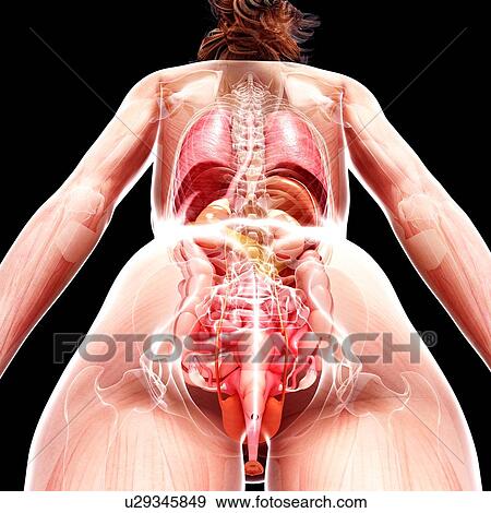 Female anatomy, artwork View Large Illustration Stock Illustration - Female anatomy, artwork. Fotosearch
