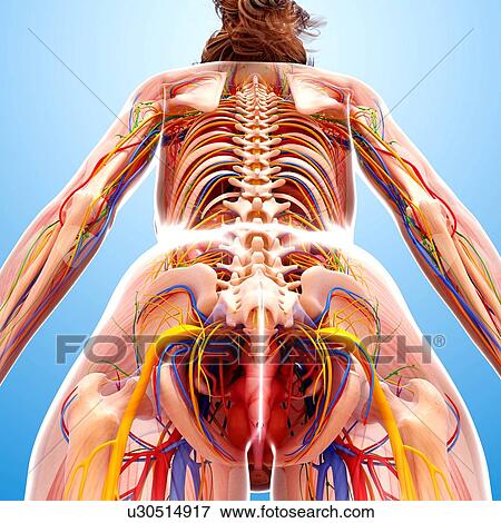 Female anatomy, artwork View Large Illustration Stock Illustration - Female anatomy, artwork. Fotosearch