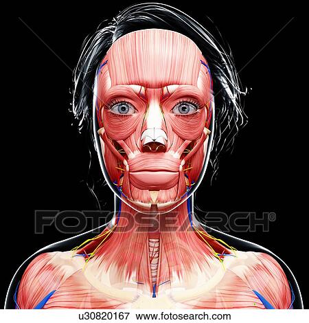 Female anatomy, artwork View Large Illustration Stock Illustration - Female anatomy, artwork. Fotosearch
