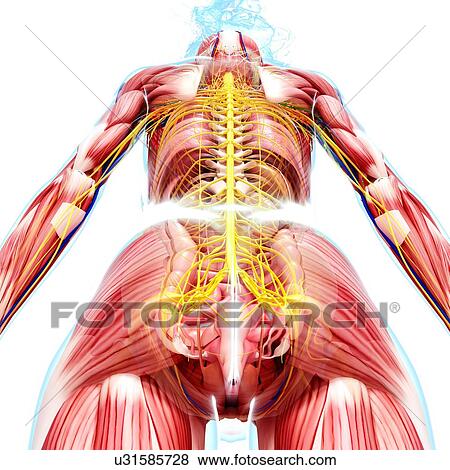 Female anatomy, artwork View Large Illustration Stock Illustration - Female anatomy, artwork. Fotosearch
