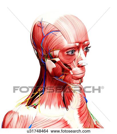 Stock Illustration - Female anatomy, artwork. Fotosearch