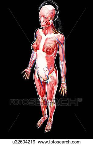 Female anatomy, artwork View Large Illustration Stock Illustration - Female anatomy, artwork. Fotosearch