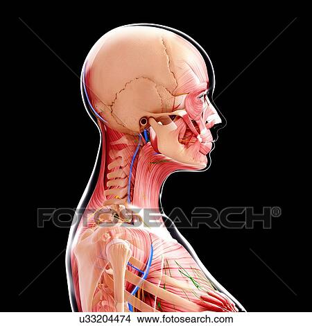 Female anatomy, artwork View Large Illustration Stock Illustration - Female anatomy, artwork. Fotosearch