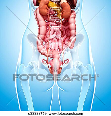 Stock Illustration - Female anatomy, artwork. Fotosearch