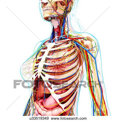 Female anatomy, artwork View Large Illustration Stock Illustration - Female anatomy, artwork. Fotosearch