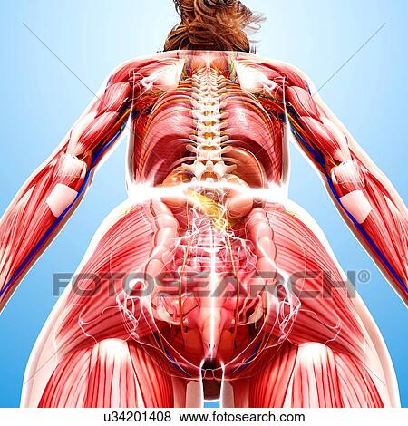 Stock Illustration - Female anatomy, artwork. Fotosearch