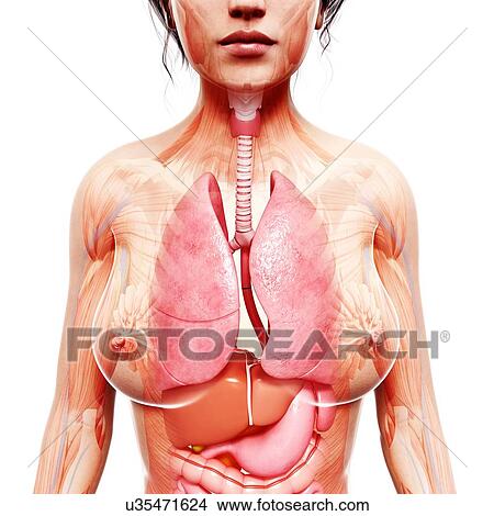 Stock Illustration - Female anatomy, artwork. Fotosearch
