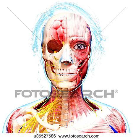 Female anatomy, artwork View Large Illustration Stock Illustration - Female anatomy, artwork. Fotosearch