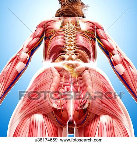 Female anatomy, artwork View Large Illustration Stock Illustration - Female anatomy, artwork. Fotosearch
