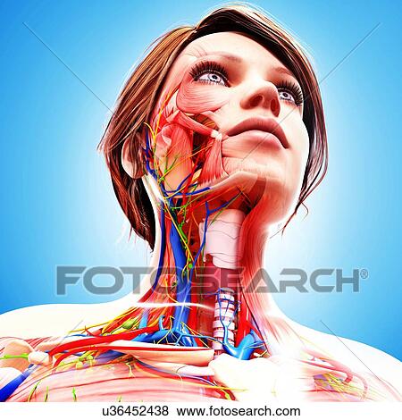 Female anatomy, artwork View Large Illustration Stock Illustration - Female anatomy, artwork. Fotosearch