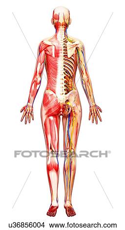 Female anatomy, artwork View Large Illustration Stock Illustration - Female anatomy, artwork. Fotosearch