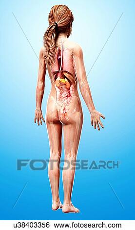 Female anatomy, artwork View Large Illustration Stock Illustration - Female anatomy, artwork. Fotosearch