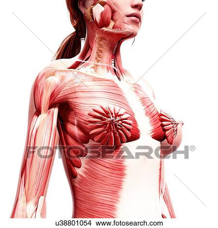 Female anatomy, artwork View Large Illustration Stock Illustration - Female anatomy, artwork. Fotosearch