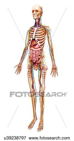 Stock Illustration - Female anatomy, artwork. Fotosearch