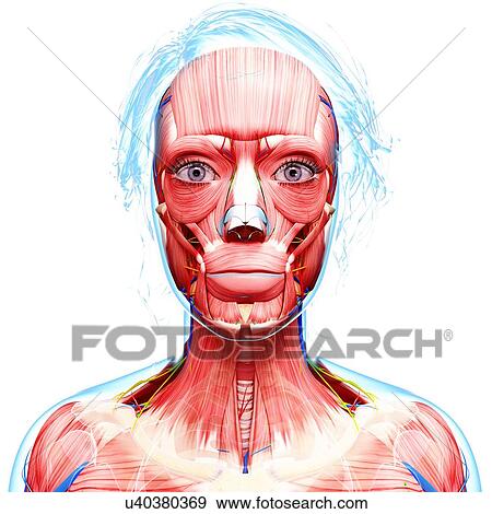 Female anatomy, artwork View Large Illustration Stock Illustration - Female anatomy, artwork. Fotosearch