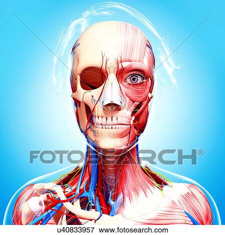 Female anatomy, artwork View Large Illustration Stock Illustration - Female anatomy, artwork. Fotosearch