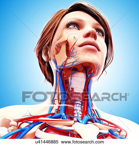 Female anatomy, artwork View Large Illustration Stock Illustration - Female anatomy, artwork. Fotosearch