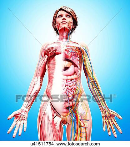 Female anatomy, artwork View Large Illustration Stock Illustration - Female anatomy, artwork. Fotosearch