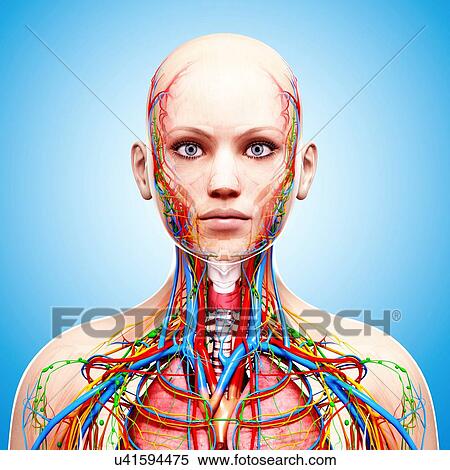 Female anatomy, artwork View Large Illustration Stock Illustration - Female anatomy, artwork. Fotosearch