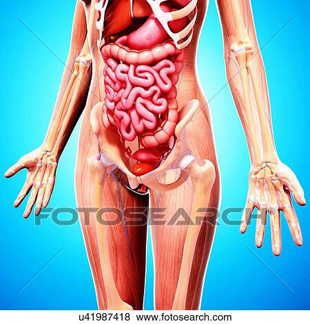 Female anatomy, artwork View Large Illustration Stock Illustration - Female anatomy, artwork. Fotosearch