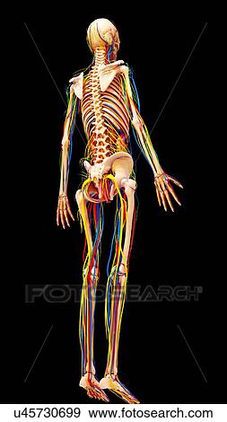Stock Illustration - Female anatomy, artwork. Fotosearch