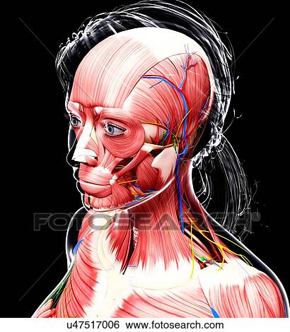 Stock Illustration - Female anatomy, artwork. Fotosearch