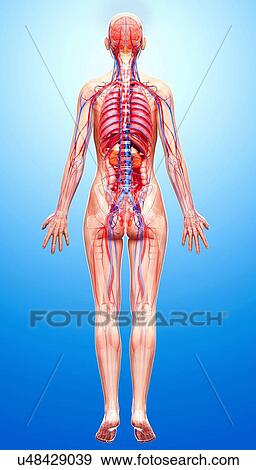 Female anatomy, artwork View Large Illustration Stock Illustration - Female anatomy, artwork. Fotosearch