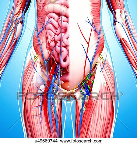Female anatomy, artwork View Large Illustration Stock Illustration - Female anatomy, artwork. Fotosearch