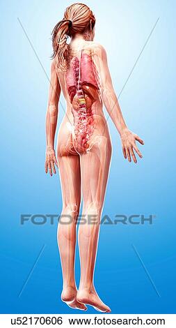 Female anatomy, artwork View Large Illustration Stock Illustration - Female anatomy, artwork. Fotosearch