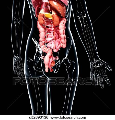 Stock Illustration - Female anatomy, artwork. Fotosearch