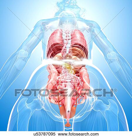 Female anatomy, artwork View Large Illustration Stock Illustration - Female anatomy, artwork. Fotosearch
