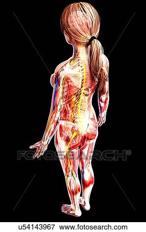 Female anatomy, artwork View Large Illustration Stock Illustration - Female anatomy, artwork. Fotosearch
