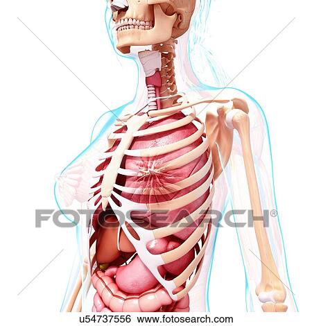 Stock Illustration - Female anatomy, artwork. Fotosearch