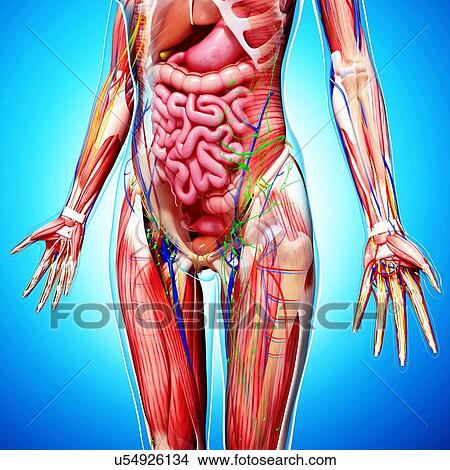 Female anatomy, artwork View Large Illustration Stock Illustration - Female anatomy, artwork. Fotosearch