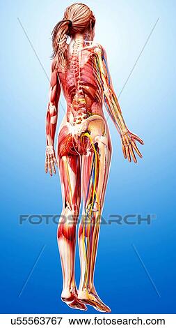 Female anatomy, artwork View Large Illustration Stock Illustration - Female anatomy, artwork. Fotosearch