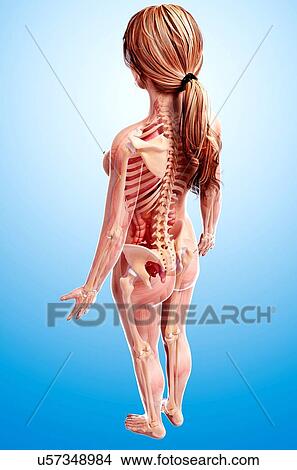Stock Illustration - Female anatomy, artwork. Fotosearch