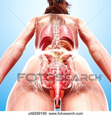 Stock Illustration - Female anatomy, artwork. Fotosearch