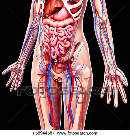 Stock Illustration - Female anatomy, artwork. Fotosearch
