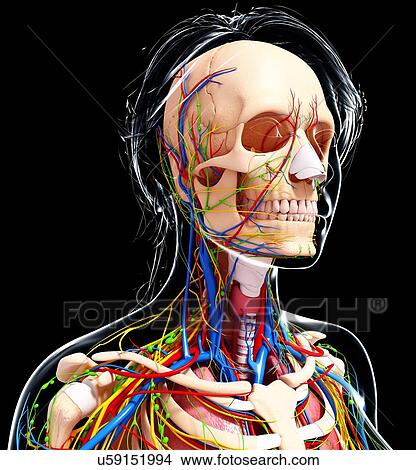 Female anatomy, artwork View Large Illustration Stock Illustration - Female anatomy, artwork. Fotosearch