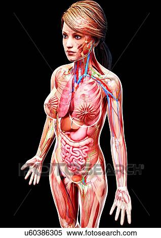 Female anatomy, artwork View Large Illustration Stock Illustration - Female anatomy, artwork. Fotosearch
