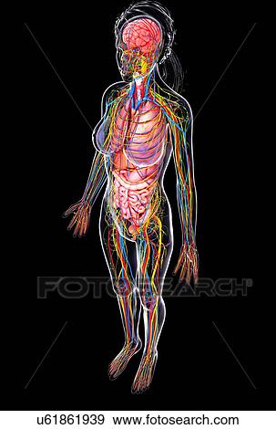 Female anatomy, artwork View Large Illustration Stock Illustration - Female anatomy, artwork. Fotosearch