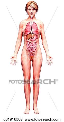 Stock Illustration - Female anatomy, artwork. Fotosearch