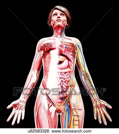 Female anatomy, artwork View Large Illustration Stock Illustration - Female anatomy, artwork. Fotosearch