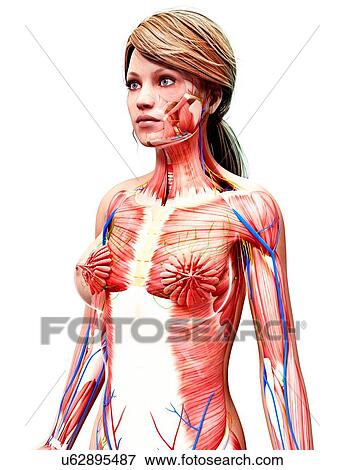 Stock Illustration - Female anatomy, artwork. Fotosearch