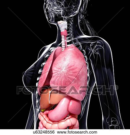 Stock Illustration - Female anatomy, artwork. Fotosearch