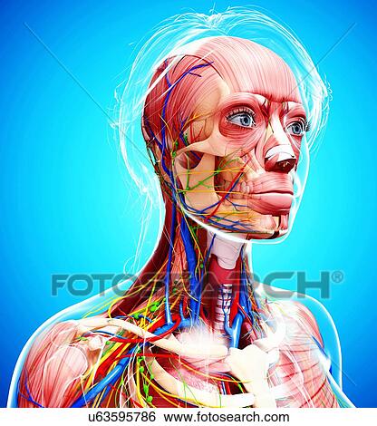 Stock Illustration - Female anatomy, artwork. Fotosearch